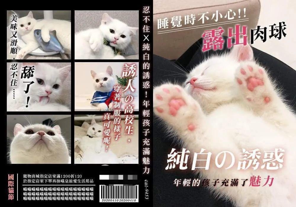 猫片,公告!