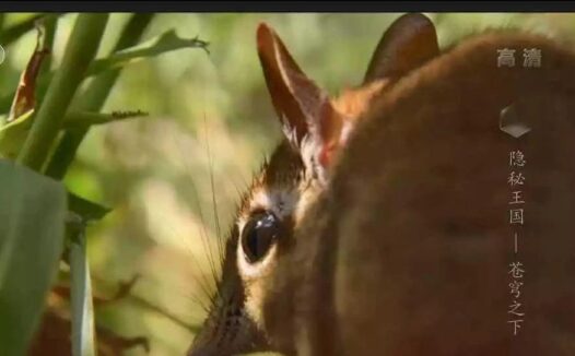 精品资源：更新一波直播源订阅地址，赶快收藏