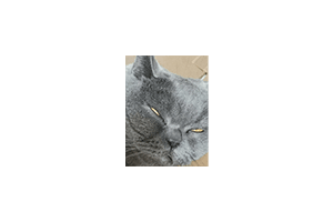 BlueCatKoKo:抖音视频免费下载工具,界面简单易用,可将几乎所有的抖音视频下载为 MP4 文件