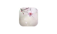 Falling:让樱花花瓣飘落在你的 Mac 桌面上,瞬间提升桌面的浪漫氛围