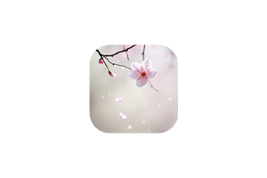Falling:让樱花花瓣飘落在你的 Mac 桌面上,瞬间提升桌面的浪漫氛围